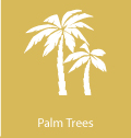 palm tree